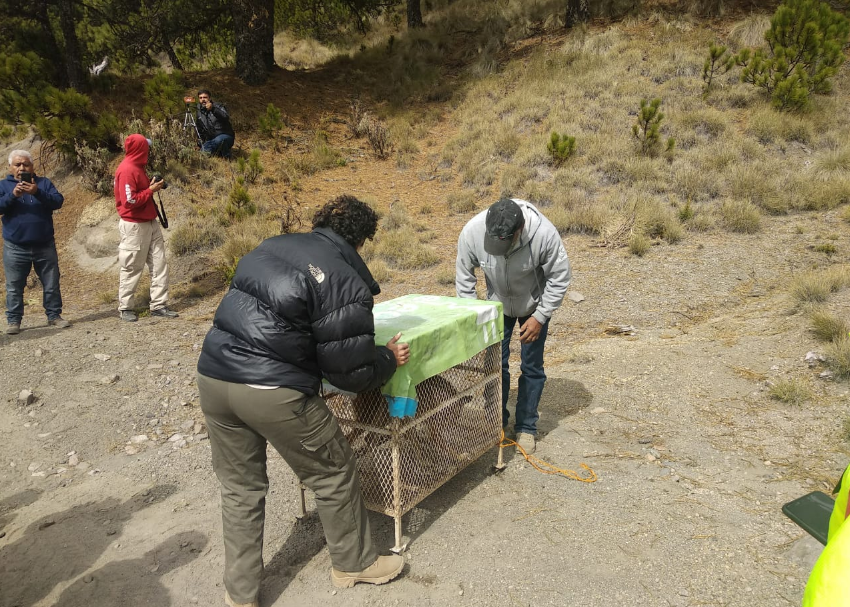 Contribuye Zapopan en reubicación de especies silvestres en Parque Nacional Nevado de Colima