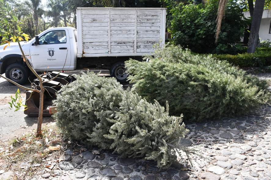 Realiza Zapopan campaña de acopio de árboles de Navidad | Gobierno  Municipal de Zapopan