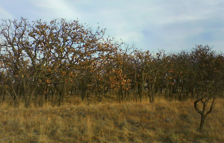 Vinculan a proceso al presunto culpable de incendios forestales en el ANP del Bosque el Nixticuil